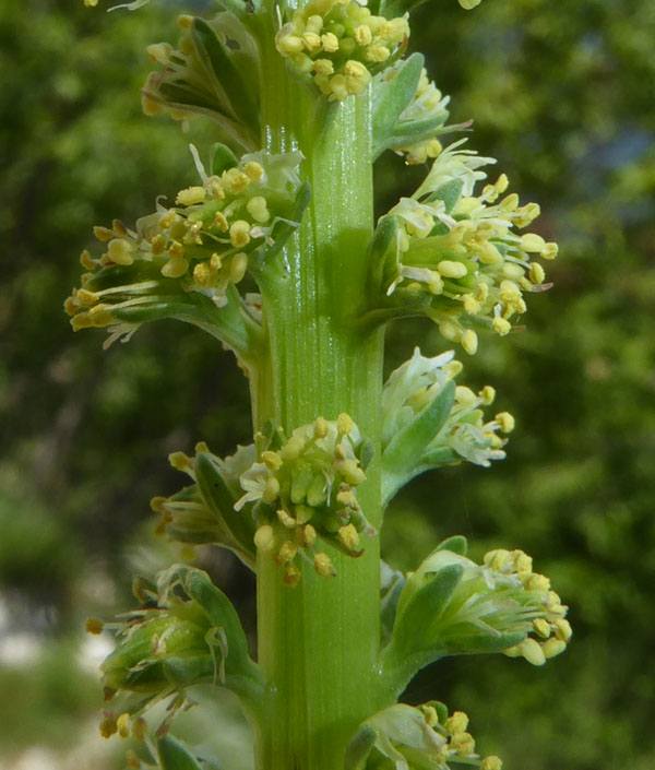 Reseda luteola - Resedaceae